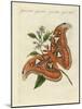 Chinese Butterflies-null-Mounted Giclee Print