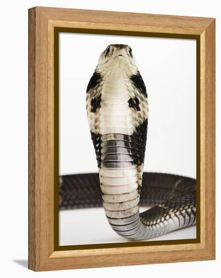 Chinese Cobra-Martin Harvey-Framed Premier Image Canvas