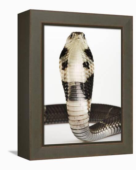 Chinese Cobra-Martin Harvey-Framed Premier Image Canvas