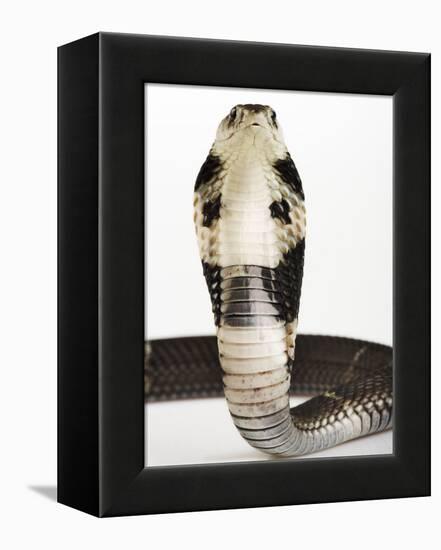 Chinese Cobra-Martin Harvey-Framed Premier Image Canvas