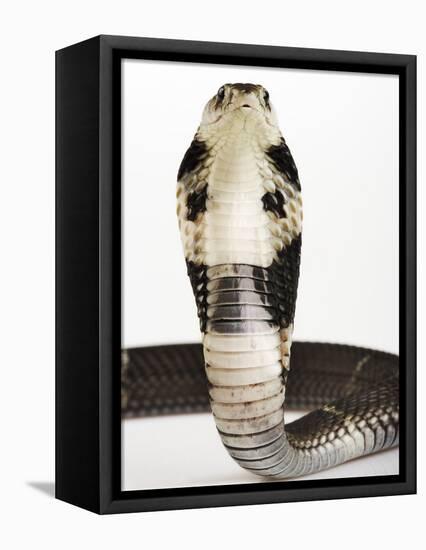 Chinese Cobra-Martin Harvey-Framed Premier Image Canvas