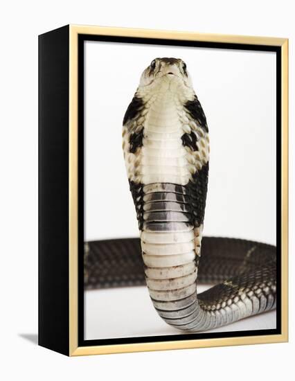 Chinese Cobra-Martin Harvey-Framed Premier Image Canvas