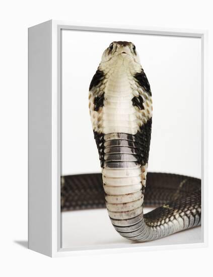 Chinese Cobra-Martin Harvey-Framed Premier Image Canvas
