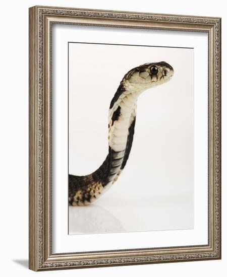 Chinese Cobra-Martin Harvey-Framed Photographic Print