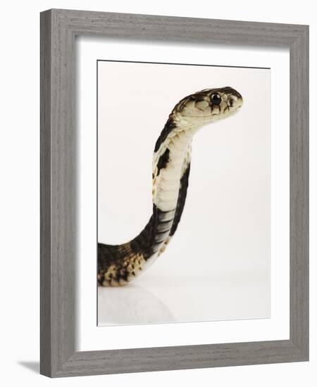 Chinese Cobra-Martin Harvey-Framed Photographic Print