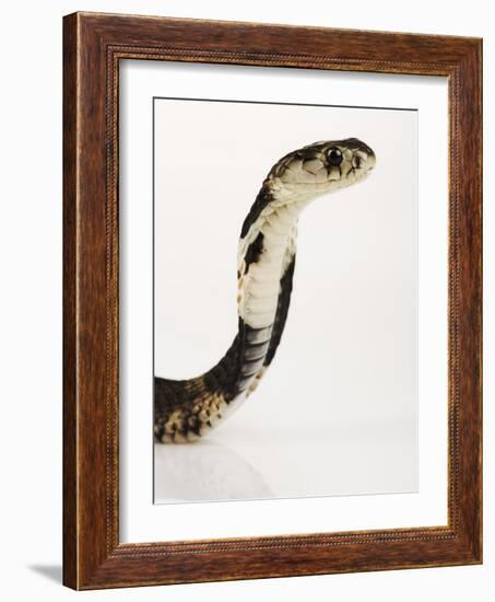 Chinese Cobra-Martin Harvey-Framed Photographic Print