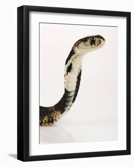 Chinese Cobra-Martin Harvey-Framed Photographic Print