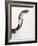 Chinese Cobra-Martin Harvey-Framed Photographic Print