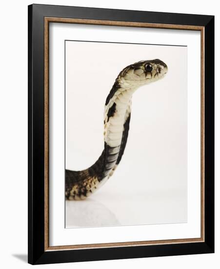 Chinese Cobra-Martin Harvey-Framed Photographic Print