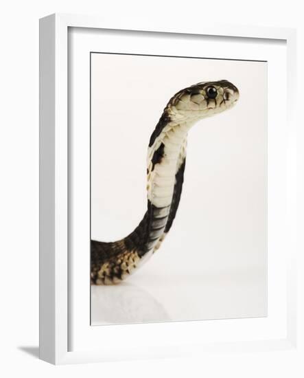 Chinese Cobra-Martin Harvey-Framed Photographic Print