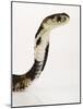 Chinese Cobra-Martin Harvey-Mounted Photographic Print