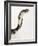 Chinese Cobra-Martin Harvey-Framed Photographic Print