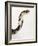 Chinese Cobra-Martin Harvey-Framed Photographic Print