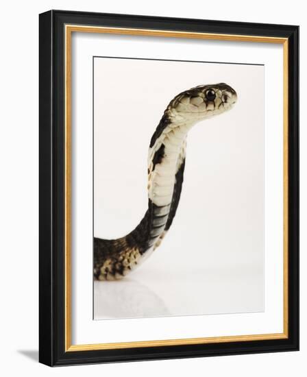 Chinese Cobra-Martin Harvey-Framed Photographic Print