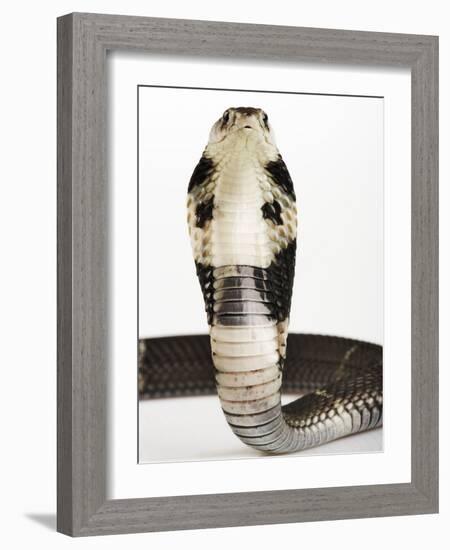 Chinese Cobra-Martin Harvey-Framed Photographic Print