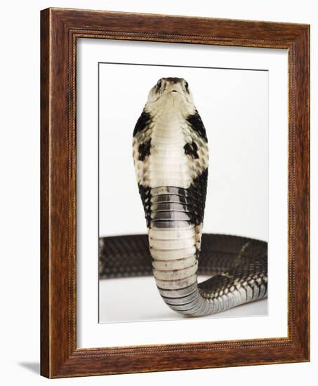 Chinese Cobra-Martin Harvey-Framed Photographic Print