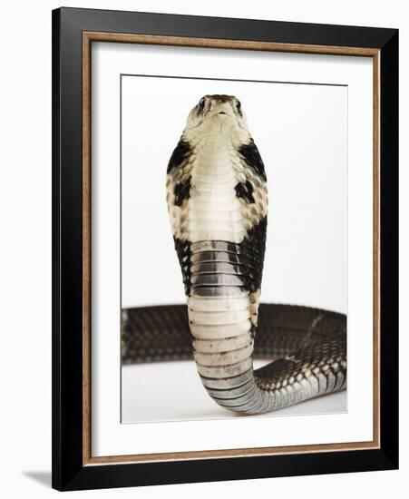 Chinese Cobra-Martin Harvey-Framed Photographic Print