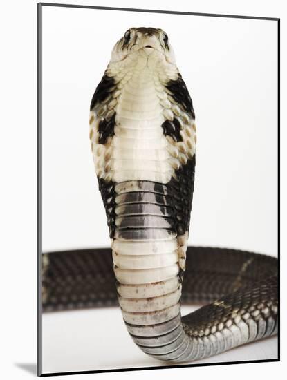 Chinese Cobra-Martin Harvey-Mounted Photographic Print