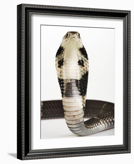 Chinese Cobra-Martin Harvey-Framed Photographic Print