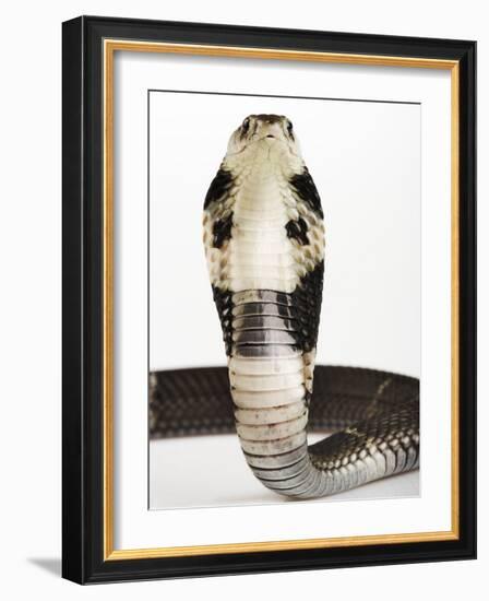 Chinese Cobra-Martin Harvey-Framed Photographic Print