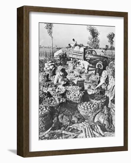 Chinese Cooking; Vegetables for the City of Shanghai, 1959-Chinese Photographer-Framed Photographic Print