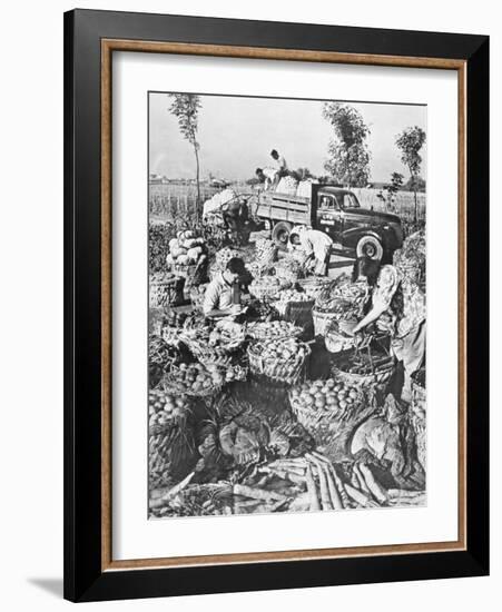 Chinese Cooking; Vegetables for the City of Shanghai, 1959-Chinese Photographer-Framed Photographic Print