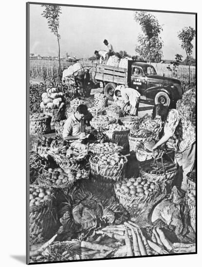 Chinese Cooking; Vegetables for the City of Shanghai, 1959-Chinese Photographer-Mounted Photographic Print