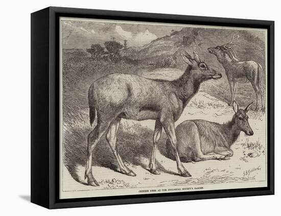 Chinese Deer at the Zoological Society's Garden-George Bouverie Goddard-Framed Premier Image Canvas