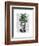 Chinese Evergreen Head Plant Head-Fab Funky-Framed Art Print