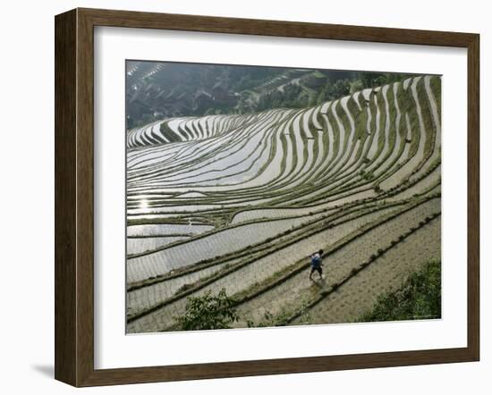 Chinese Farmer in Ricefield in June, Longsheng Terraced Ricefields, Guangxi Province, China, Asia-Angelo Cavalli-Framed Photographic Print