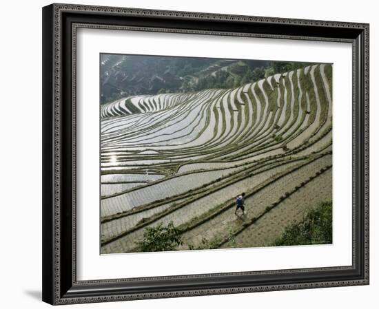 Chinese Farmer in Ricefield in June, Longsheng Terraced Ricefields, Guangxi Province, China, Asia-Angelo Cavalli-Framed Photographic Print