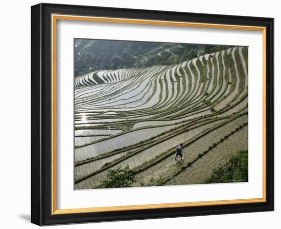 Chinese Farmer in Ricefield in June, Longsheng Terraced Ricefields, Guangxi Province, China, Asia-Angelo Cavalli-Framed Photographic Print