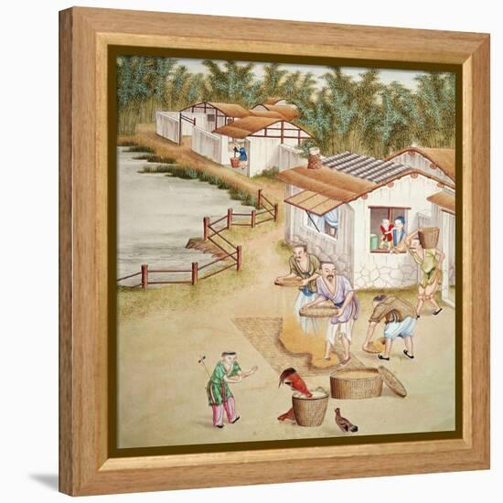 Chinese Farmers Sieving Rice-null-Framed Premier Image Canvas