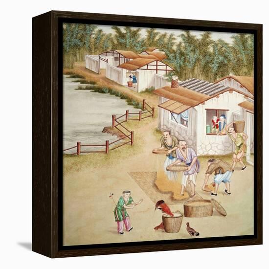 Chinese Farmers Sieving Rice-null-Framed Premier Image Canvas