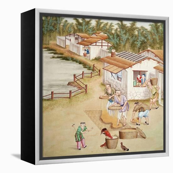 Chinese Farmers Sieving Rice-null-Framed Premier Image Canvas