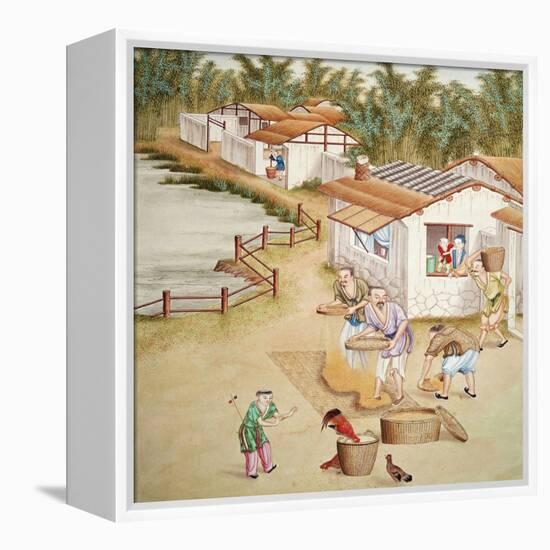 Chinese Farmers Sieving Rice-null-Framed Premier Image Canvas