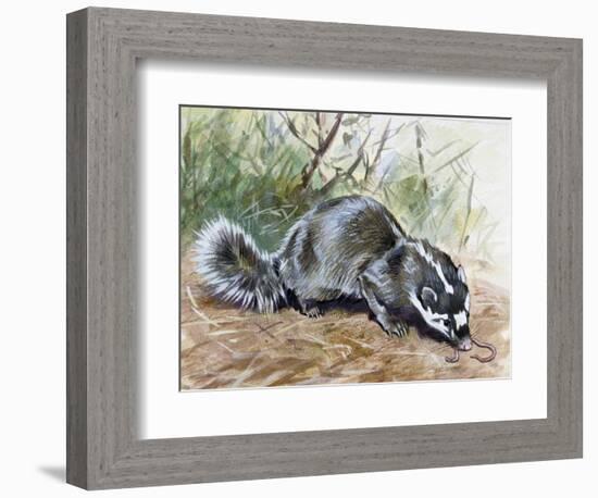 Chinese Ferret-Badger (Melogale Moschata), Mustelidae-null-Framed Giclee Print