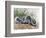 Chinese Ferret-Badger (Melogale Moschata), Mustelidae-null-Framed Giclee Print