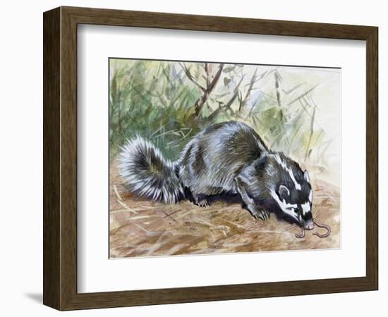 Chinese Ferret-Badger (Melogale Moschata), Mustelidae-null-Framed Giclee Print