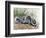 Chinese Ferret-Badger (Melogale Moschata), Mustelidae-null-Framed Giclee Print