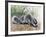 Chinese Ferret-Badger (Melogale Moschata), Mustelidae-null-Framed Giclee Print