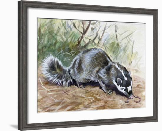 Chinese Ferret-Badger (Melogale Moschata), Mustelidae-null-Framed Giclee Print