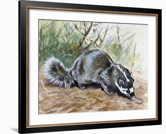 Chinese Ferret-Badger (Melogale Moschata), Mustelidae-null-Framed Giclee Print