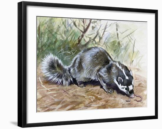 Chinese Ferret-Badger (Melogale Moschata), Mustelidae-null-Framed Giclee Print