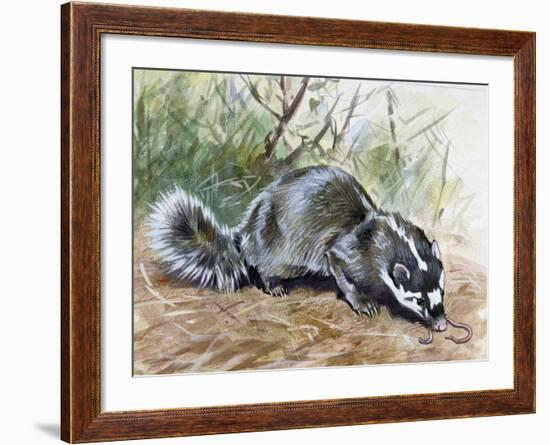 Chinese Ferret-Badger (Melogale Moschata), Mustelidae-null-Framed Giclee Print