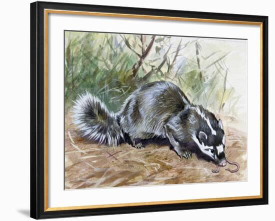 Chinese Ferret-Badger (Melogale Moschata), Mustelidae-null-Framed Giclee Print