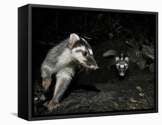 Chinese Ferret Badger (Melogale Moschata) Two Captured by Camera Trap at Night-Shibai Xiao-Framed Premier Image Canvas