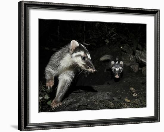 Chinese Ferret Badger (Melogale Moschata) Two Captured by Camera Trap at Night-Shibai Xiao-Framed Photographic Print