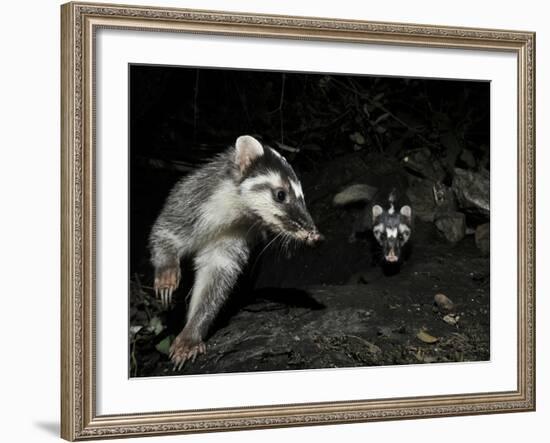 Chinese Ferret Badger (Melogale Moschata) Two Captured by Camera Trap at Night-Shibai Xiao-Framed Photographic Print