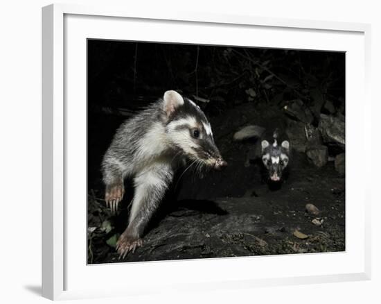 Chinese Ferret Badger (Melogale Moschata) Two Captured by Camera Trap at Night-Shibai Xiao-Framed Photographic Print